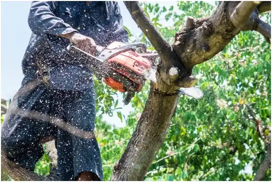 tree services Lake Bosworth